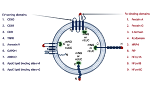 Nature子刊：利用細(xì)胞外囊泡實(shí)現(xiàn)精準(zhǔn)藥物遞送
