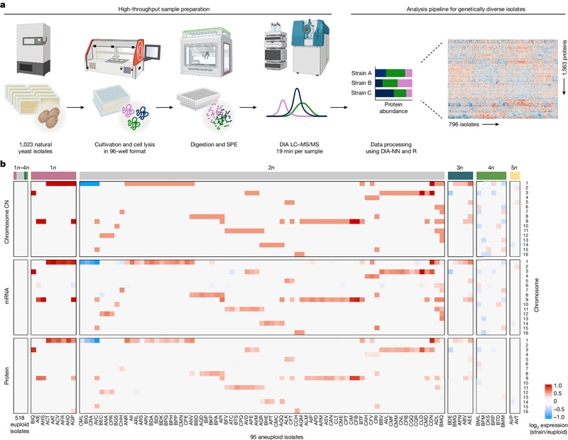 高通量蛋白質組學管道和跨組學數(shù)據集的組裝，用于研究天然酵母分離物中的非整倍體