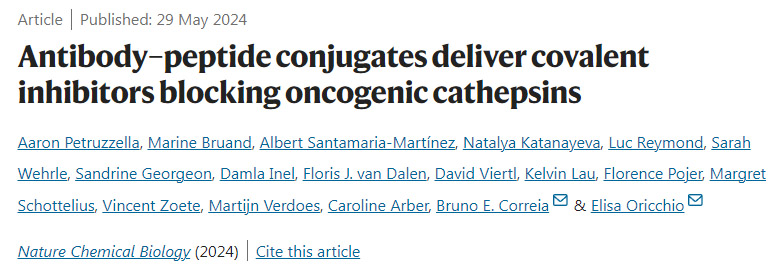 抗體-肽偶聯(lián)物提供共價(jià)抑制劑阻斷致癌組織蛋白酶