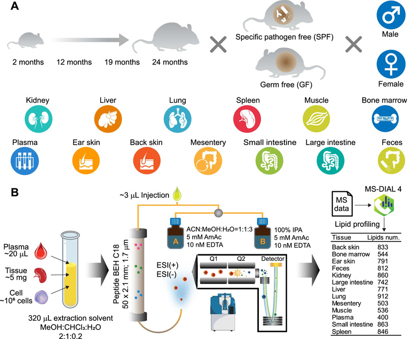 該研究的實(shí)驗(yàn)設(shè)計(jì)和脂質(zhì)分析總結(jié)