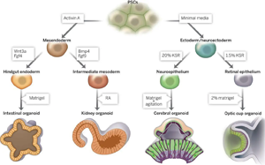 類器官培養(yǎng)助力神器|讓類器官茁壯成長(zhǎng)