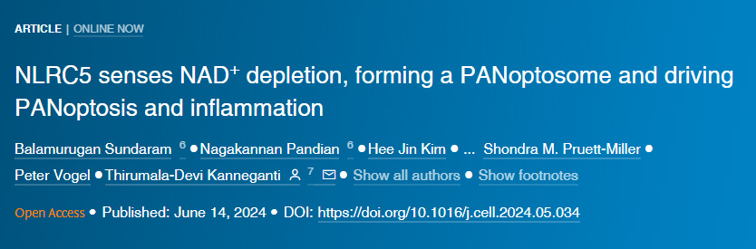 NLRC5感知NAD+損耗形成泛視小體并驅(qū)動(dòng)泛視癥和炎癥 NLRC5感知NAD+損耗形成泛視小體并驅(qū)動(dòng)泛視癥和炎癥