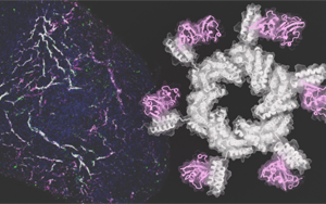 Cell：精準(zhǔn)的蛋白質(zhì)得以修復(fù)受損的心臟和腎臟