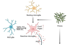 《Nature Neuroscience》能抵抗朊病毒的細(xì)胞有什么特征？