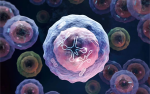 Nature Immunology：一種特殊類型的人類白細(xì)胞