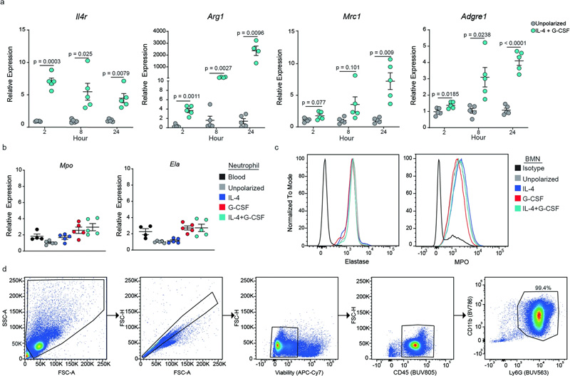 極化過程中BMN基因表達(dá)的動力學(xué)