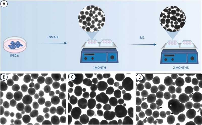 從人類iPSC培養(yǎng)BCO 從人類iPSC培養(yǎng)BCO