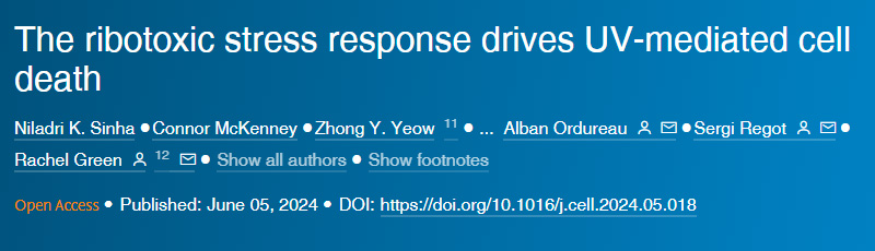 核糖毒性應(yīng)激反應(yīng)驅(qū)動紫外線介導(dǎo)的細(xì)胞死亡 核糖毒性應(yīng)激反應(yīng)驅(qū)動紫外線介導(dǎo)的細(xì)胞死亡