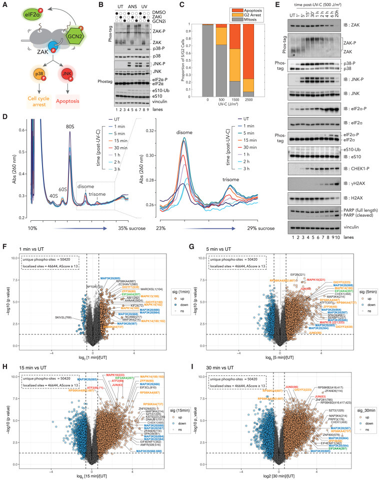 對紫外線輻射的即時(shí)早期反應(yīng)主要由核糖體介導(dǎo)的信號傳導(dǎo) 對紫外線輻射的即時(shí)早期反應(yīng)主要由核糖體介導(dǎo)的信號傳導(dǎo)