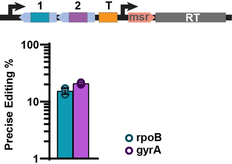 逆轉(zhuǎn)錄酶多位點(diǎn)架構(gòu)實(shí)現(xiàn)了精確的基因組編輯 逆轉(zhuǎn)錄酶多位點(diǎn)架構(gòu)實(shí)現(xiàn)了精確的基因組編輯