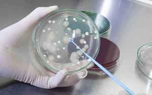 深耕微生物培養(yǎng)領(lǐng)域 歷經(jīng)多年驗(yàn)證，西寶生物隆重推出胰蛋白胨+酵母粉王炸組合