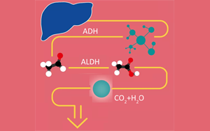 酒精在人體里是怎么“酶”的？