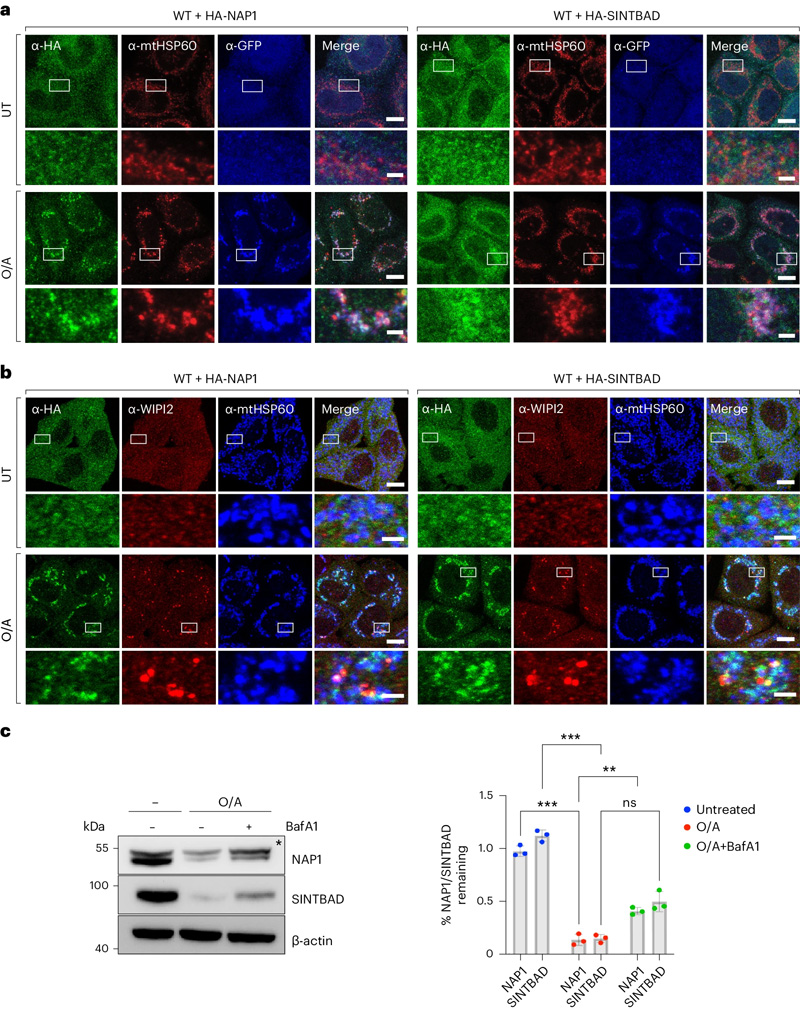 NAP1和SINTBAD在有絲分裂過(guò)程中被招募并共同降解 NAP1和SINTBAD在有絲分裂過(guò)程中被招募并共同降解
