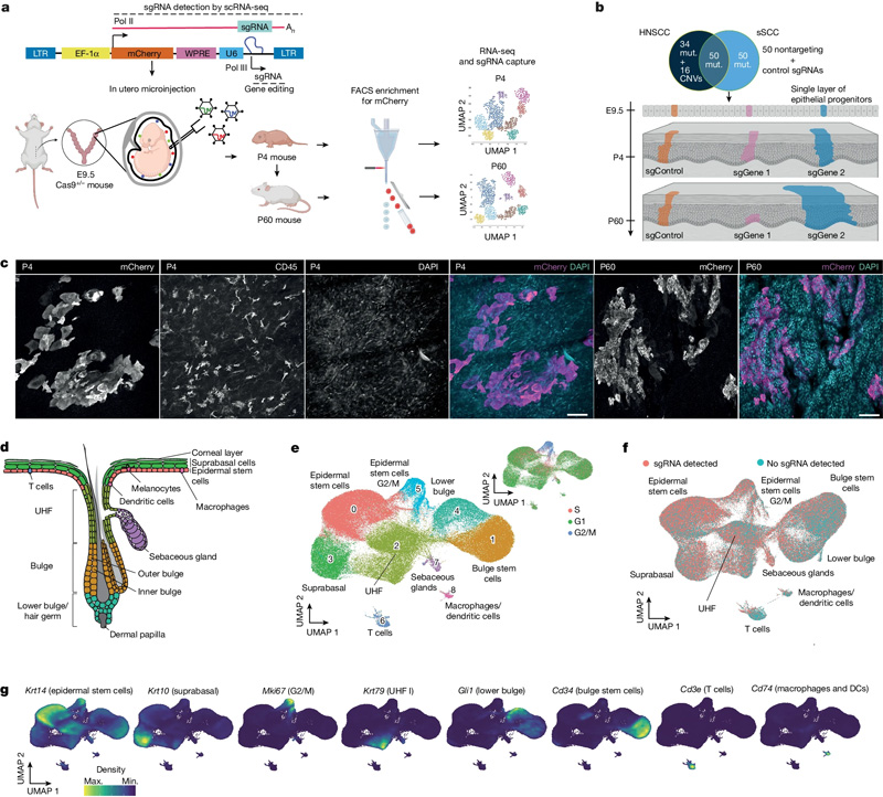 體內(nèi)CRISPR篩選以監(jiān)測小鼠皮膚中的克隆擴(kuò)增 體內(nèi)CRISPR篩選以監(jiān)測小鼠皮膚中的克隆擴(kuò)增