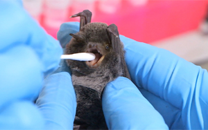 Nature Microbiology：為什么有些病毒比其他病毒具有更大的“大流行潛力”？