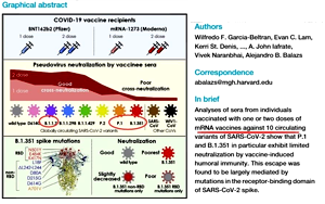 針對(duì)印度突變株活病毒的疫苗中和活性研究公布
