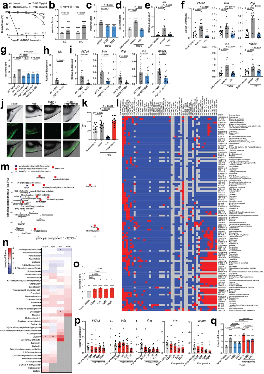 TNBS誘導(dǎo)斑馬魚(yú)腸道炎癥