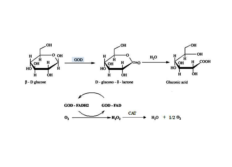 葡萄糖氧化酶 (GOD)