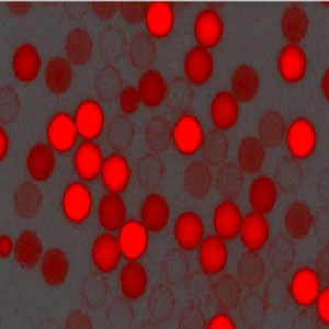 紅色羧基聚苯乙烯微球，粒徑300nm，4%固含量